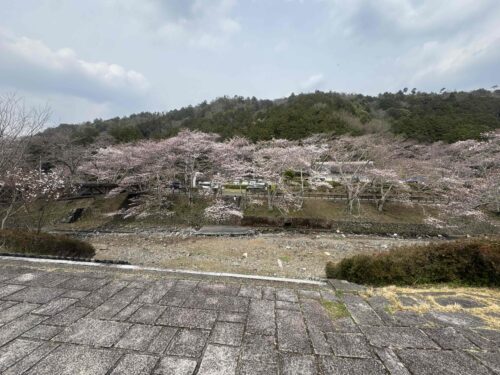 %e3%82%b5%e3%82%af%e3%83%a9%e2%91%a0