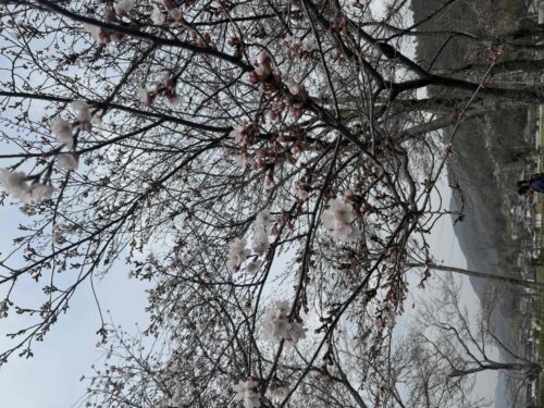 %e3%82%b5%e3%82%af%e3%83%a9%e2%91%a2